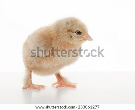 close-up one small fluffy chicken on a light background studio