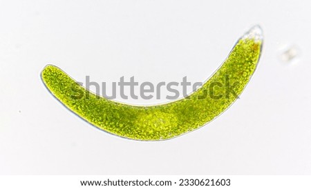 Freswater flagellate collected from pond water, Euglena ehrenbergii. 1040x magnification. Live cell. Selective focus Royalty-Free Stock Photo #2330621603