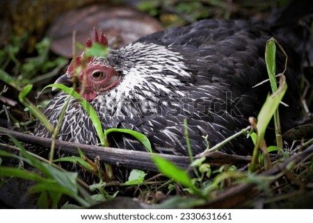 the hen is laying eggs in the grass