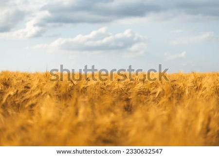 Wheat field. Ears of ripe wheat in the field. Symbol of Ukraine. The yellow field and the blue sky are symbols of the Ukrainian flag. Independence Day of Ukraine. Grain Agreement. Export of wheat grai Royalty-Free Stock Photo #2330632547