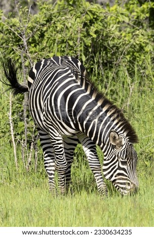 Recent research shows us that the unique striped coat of the Common Zebra has evolved for several functions. Disruptive colouration, identification, insect repellent and thermoregulation all help. Royalty-Free Stock Photo #2330634235