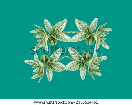 A bright green tree or ornamental plant and a beautiful background.