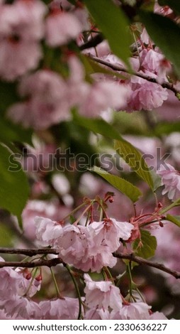                           Pink cherry tree blossoms in the springtime     