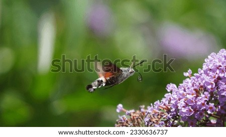 Meet the Hummingbird Hawk-Moth (Macroglossum stellatarum): Nature's tiny aviator, summer season