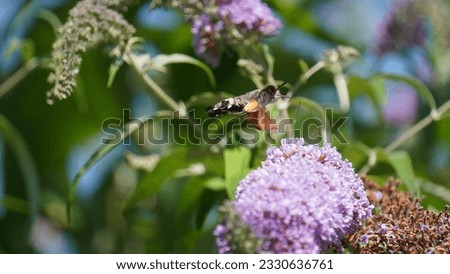 Meet the Hummingbird Hawk-Moth (Macroglossum stellatarum): Nature's tiny aviator, summer season