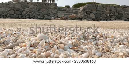 A picture that combines the strength of seashells and the weakness of rocks in front of sea water and the heat of the sun