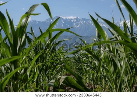 Cornfield in front of high mountains. Landscape in a cornfield.