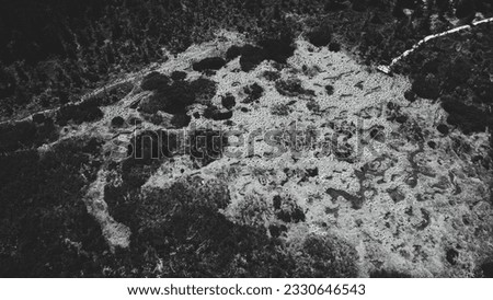 Aerial top view of summer black and white trees in the forest. Forest from a bird's eye view. Drone top down photo.