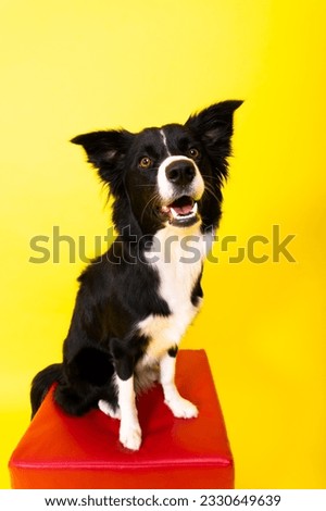 Border Collie dog, 1-2 years old, standing against yellow and red background
