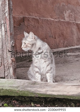 the cat sits in the corner of a brick wall. street cat