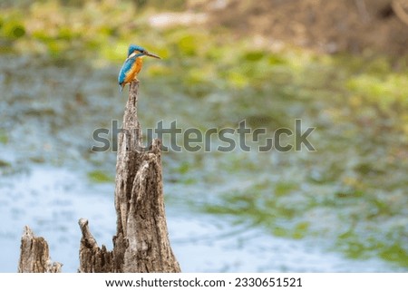 Perched common kingfisher in its natural habitat at Tadoba Andhari tiger reserve, Maharashtra