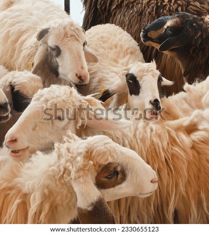 a photography of tup of sheep standing in a group.