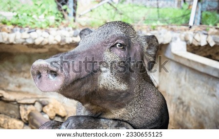 a photography of sus scrofa, a pig, is looking at the camera.