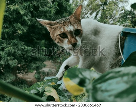 Beautiful  Pet Cat Still Photography
