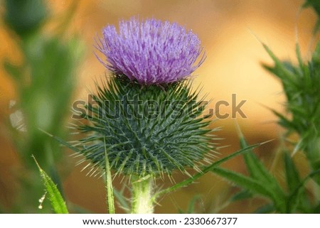 Nature's Intricate Defender: Admiring the Resilient Thistle Flower