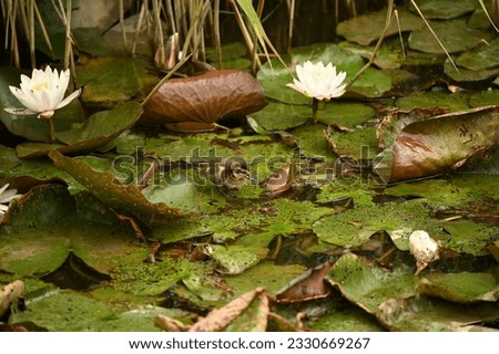 a little duckling is running on water lily leaves