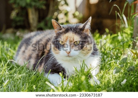 Close up portrait of multicolor pleased, well-fed cat lying on the green grass in the garden. Fluffy cat relaxing in shadow outdoors on a sunny summer day. Pets in the Summer heat. Selective focus
