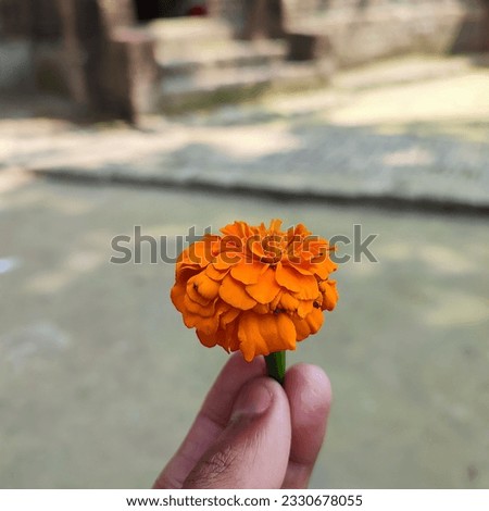 A person holding a flower awesome picture 