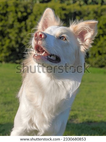 Beautiful border collie close up, with blurred park background.