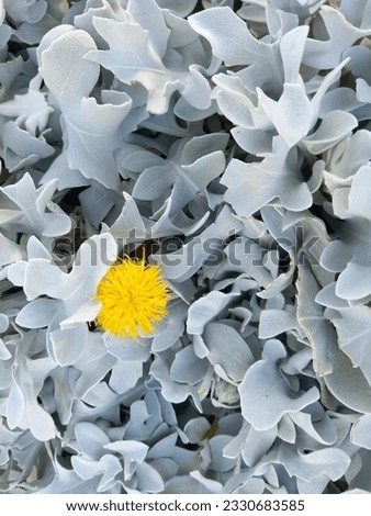 yellow flower among white and gray roses
