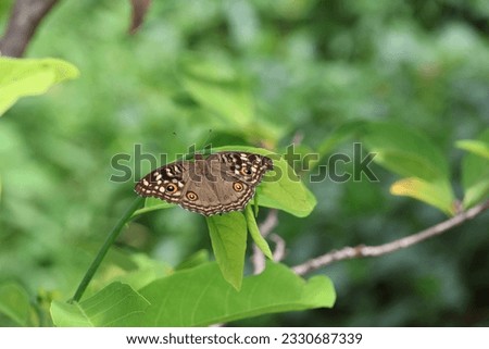 Beautiful brown butterfly in a rich tropical forest
