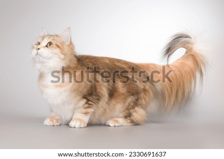 Pretty colored young female of siberian forest cat