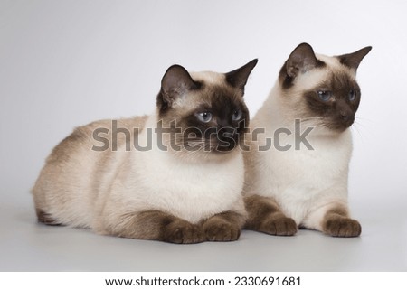 Nice adult male couple of Thai cat posing on background in studio