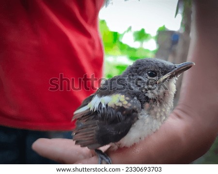 A bird on a person's hand and Bangladesh national bird picture 