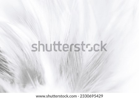 macro white feather,white feather background