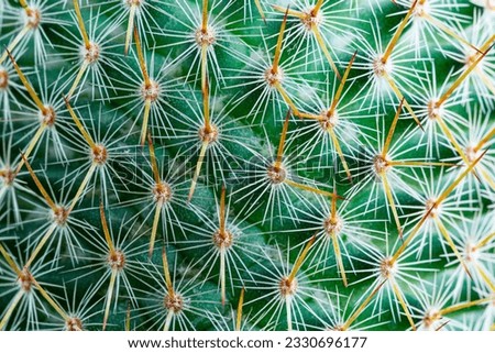 cactus texture macro,Cactus needles close-up, green succulent close-up, virid cactus texture, lawny natural background, detailed cactus texture close-up, cactus needles on a green background, verdant  Royalty-Free Stock Photo #2330696177