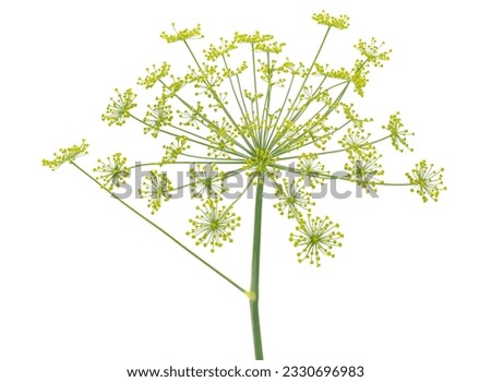 Dill isolated on white background, Anethum graveolens
