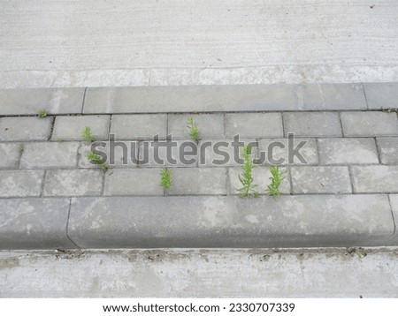 weeds have sprouted through the paving slabs