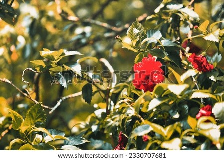 red flower with green leaves in the background
