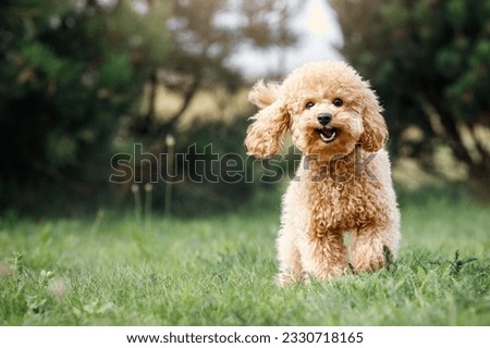 A,Smiling,Little,Puppy,Of,A,Light,Brown,Poodle,In very cute and funny dogs aver