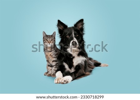 Tabby,Cat,And,Border,Collie,Dog,In,Front,Of,A very cute and funny dogs.