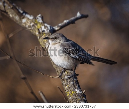 A bird stands on tree branches in the moody winter afternoon. Northern Mockingbird commonly found in North America, eating both insects and fruits.
