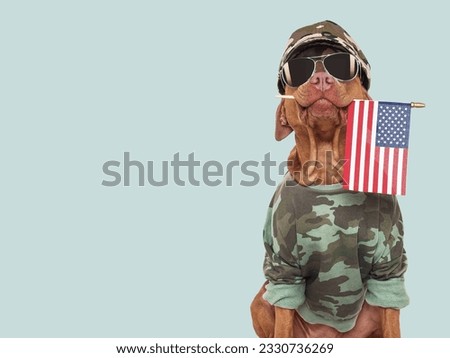 Cute brown dog, military shirt and American Flag. Closeup, indoors. Studio shot. Congratulations for family, loved ones, relatives, friends and colleagues. Pets care concept