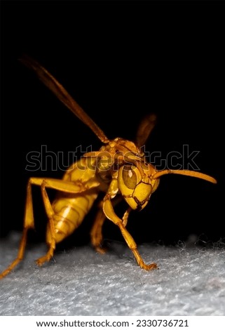 A wasp is any insect of the narrow-waisted suborder Apocrita of the order Hymenoptera which is neither a bee nor an ant; this excludes the broad-waisted sawflies (Symphyta). Royalty-Free Stock Photo #2330736721