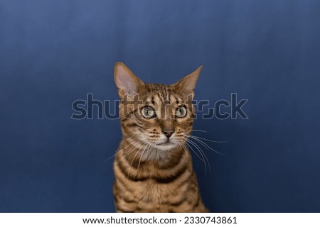 Bengal cat is a purebred cat on a blue background. Copy space. Holidays and events.
