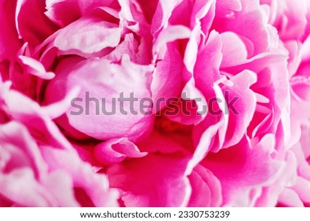 pink peony petals on the white