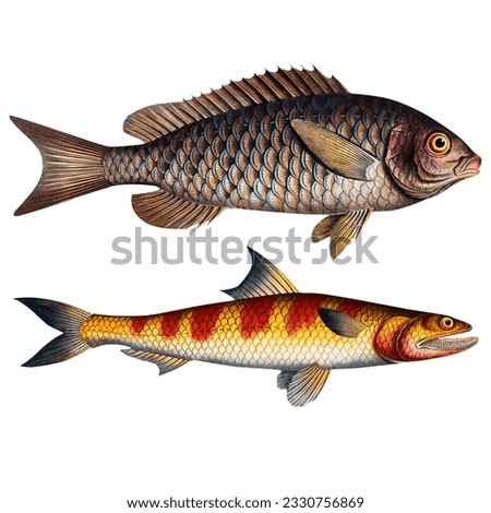 Tropical Fish Exotic Scientific Illustration Fauna And Flora Sea And Ocean Botanical Design Isolated On White
