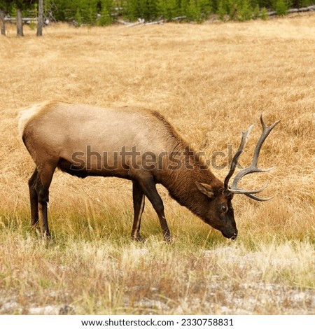 Male elk grazing on grass at Yellowstone National Park, Wyoming.