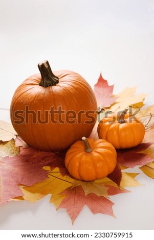 Still life of orange pumpkins sitting on group of Maple leaves in Fall color against white background.