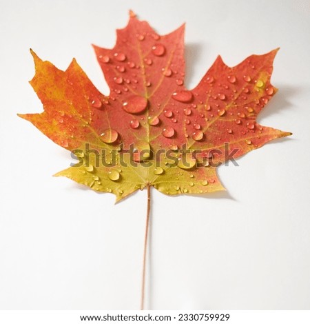 Sugar Maple leaf in Fall color sprinkled with water droplets against white background.
