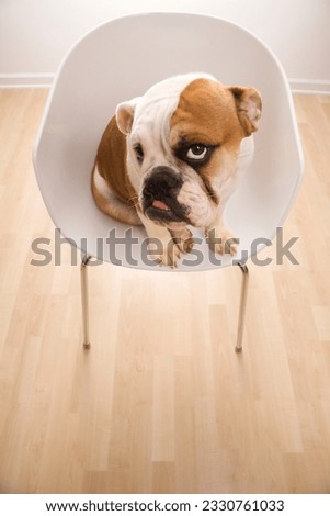 Bashful English Bulldog sitting in modern chair looking up at viewer.
