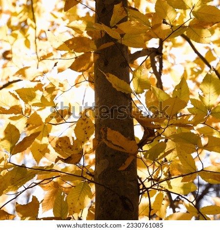 Close-up of American Beech tree branches covered with yellow Fall leaves.