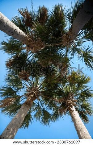 Worm-s eye view of palm trees on Bald Head Island, North Carolina.