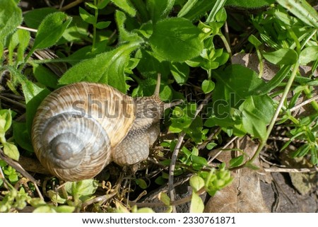 A snail with a house on its back crawls on the grass