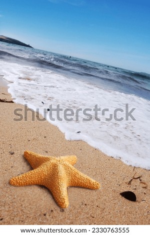 Starfish on a lonely beach.