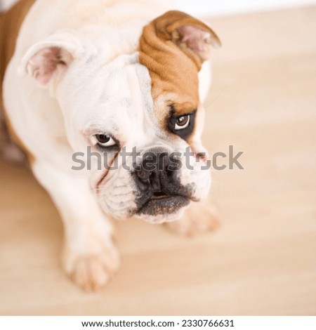 English Bulldog sitting on wood floor looking up at viewer.